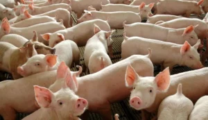 Leia mais sobre o artigo Cinco países abrem mercado para exportação brasileira de suínos vivos