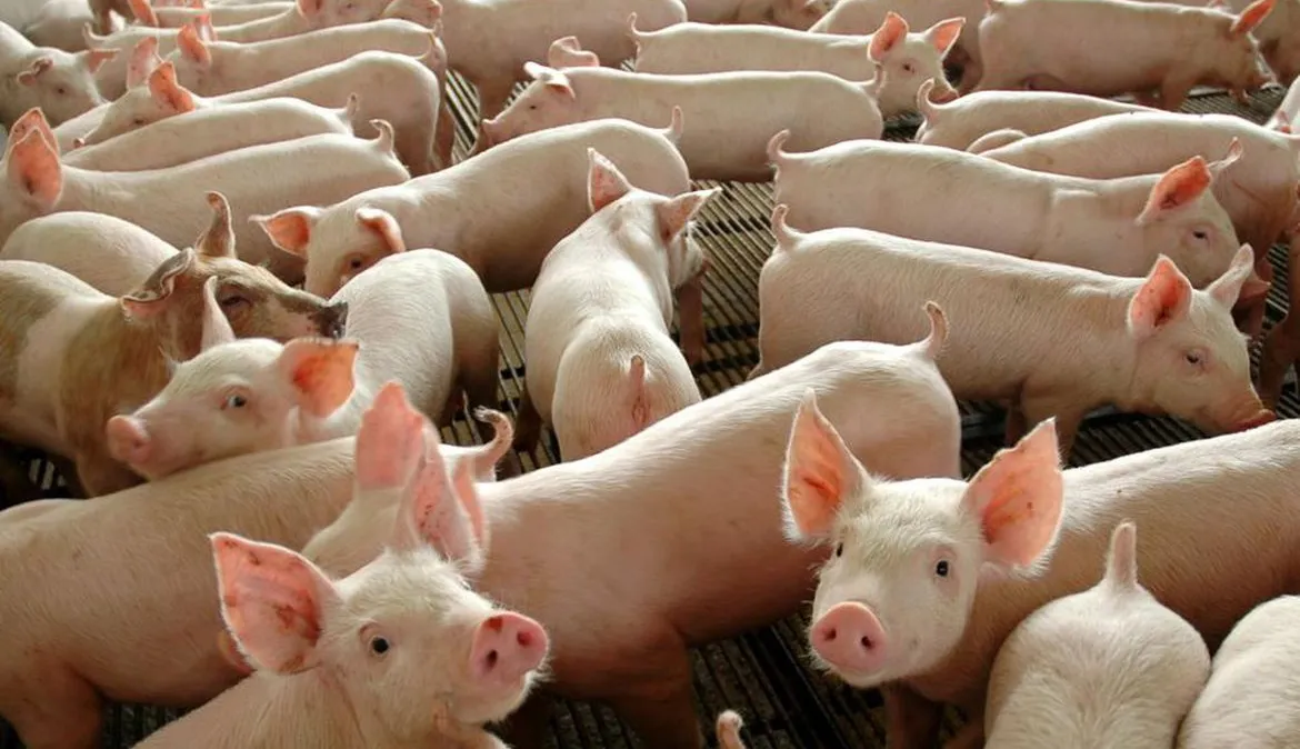 Você está visualizando atualmente Cinco países abrem mercado para exportação brasileira de suínos vivos