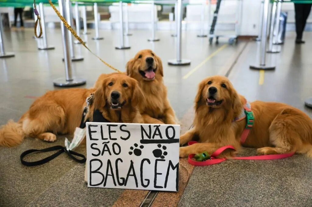 Você está visualizando atualmente Aprovado PL que obriga empresas de transporte a rastrear pets