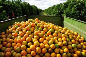 Leia mais sobre o artigo Crescem os investimentos na produção de laranja em MS