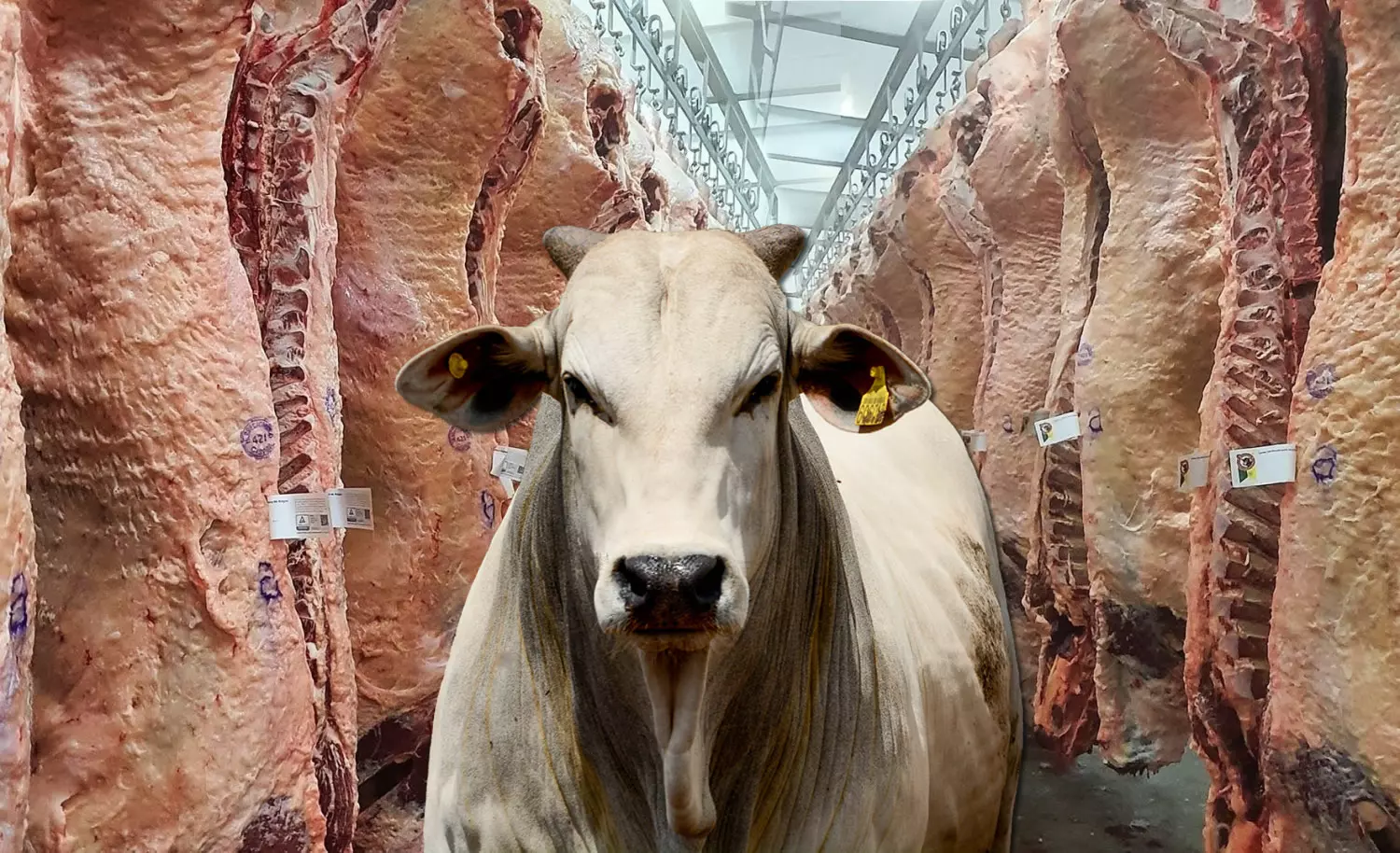 Você está visualizando atualmente Exportações de carne bovina brasileira têm ‘abril perfeito’