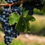 Produção vinho aumenta no Brasil e caiu 10% no mundo em 2023