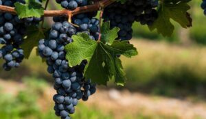 Leia mais sobre o artigo Produção vinho aumenta no Brasil e caiu 10% no mundo em 2023
