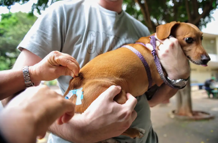 Você está visualizando atualmente Programa MS Vacina Pet com incentivos a vacinação antirrábica