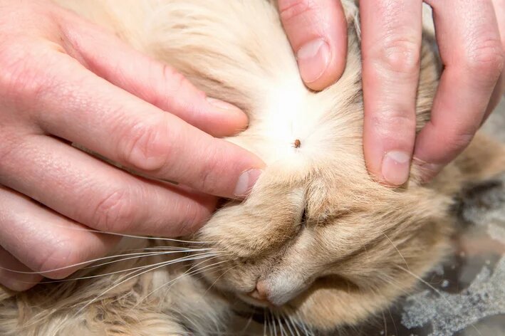 saiba-o-tratamento-e-como-evitar-a-doenca-do-carrapato-em-gatos