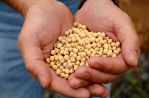Leia mais sobre o artigo Abiove vê biocombustível com fator para avanço da soja