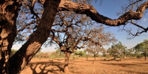Leia mais sobre o artigo ALEMS: Dia do Meio Ambiente destaca ações à desertificação