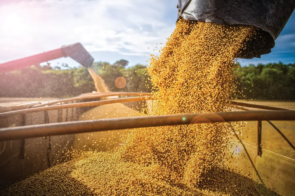 Você está visualizando atualmente Brasil deve colher 169 milhões de toneladas de soja na safra 2024/25