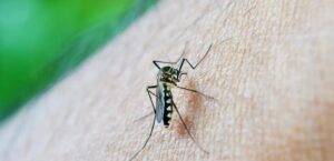 Leia mais sobre o artigo Com 6,3 milhões de casos, Brasil lidera ranking de dengue