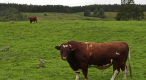 Leia mais sobre o artigo Exportação de carne bovina do Brasil bate recorde em maio