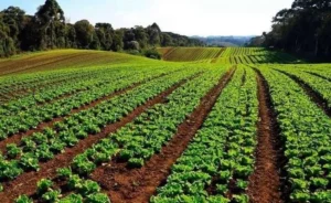 Leia mais sobre o artigo Parceria em MS destina adubo orgânico para agricultores, quilombolas e indígenas