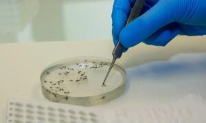 Leia mais sobre o artigo Rede Genômica Fiocruz cria novo painel de dados sobre dengue
