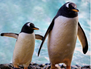 Leia mais sobre o artigo “PEBBLING”: Como pinguins podem nos ensinar a amar
