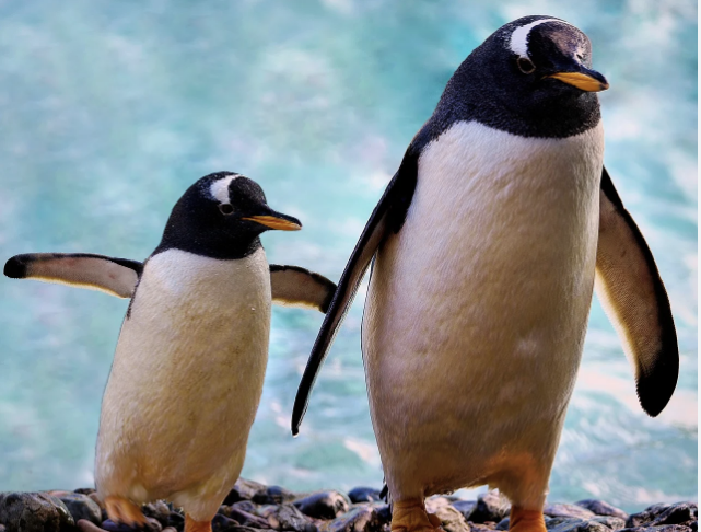 Você está visualizando atualmente “PEBBLING”: Como pinguins podem nos ensinar a amar