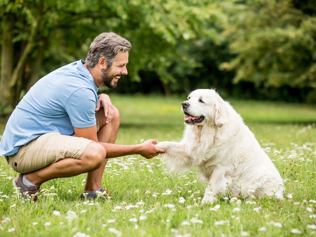 Você está visualizando atualmente Cães podem “copiar” comportamentos humanos