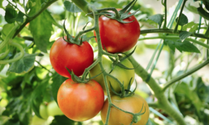 Leia mais sobre o artigo DESCOBERTA: Hormônio presente no tomateiro aumenta frutificação