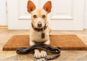 Leia mais sobre o artigo Dicas de como criar cachorro em apartamento