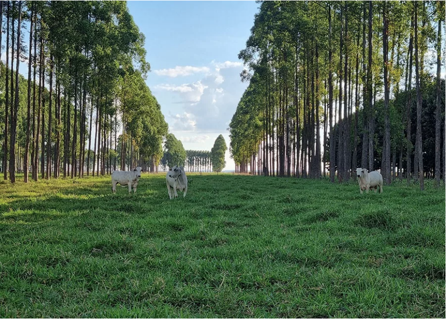 Você está visualizando atualmente EMBRAPA: Pesquisa de integração lavoura-pecuária-floresta