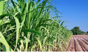 Leia mais sobre o artigo Exportações de açúcar do Brasil aumentam 50% no 1º semestre