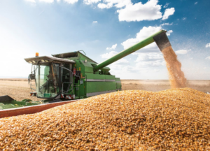 Leia mais sobre o artigo MS: Safra de milho 2023/2024 tem previsão de produção reduzida