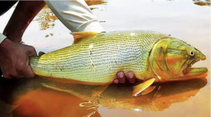 Leia mais sobre o artigo R$ 110 mil para pesquisa sobre peixe dourado em Corumbá