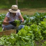 Agricultura urbana como solução alternativa para combater a fome