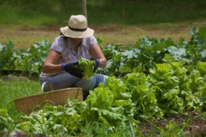 Leia mais sobre o artigo Agricultura urbana como solução alternativa para combater a fome