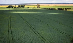 Leia mais sobre o artigo Área cultivada de soja em Dourados deve ocupar a safra 2024/25