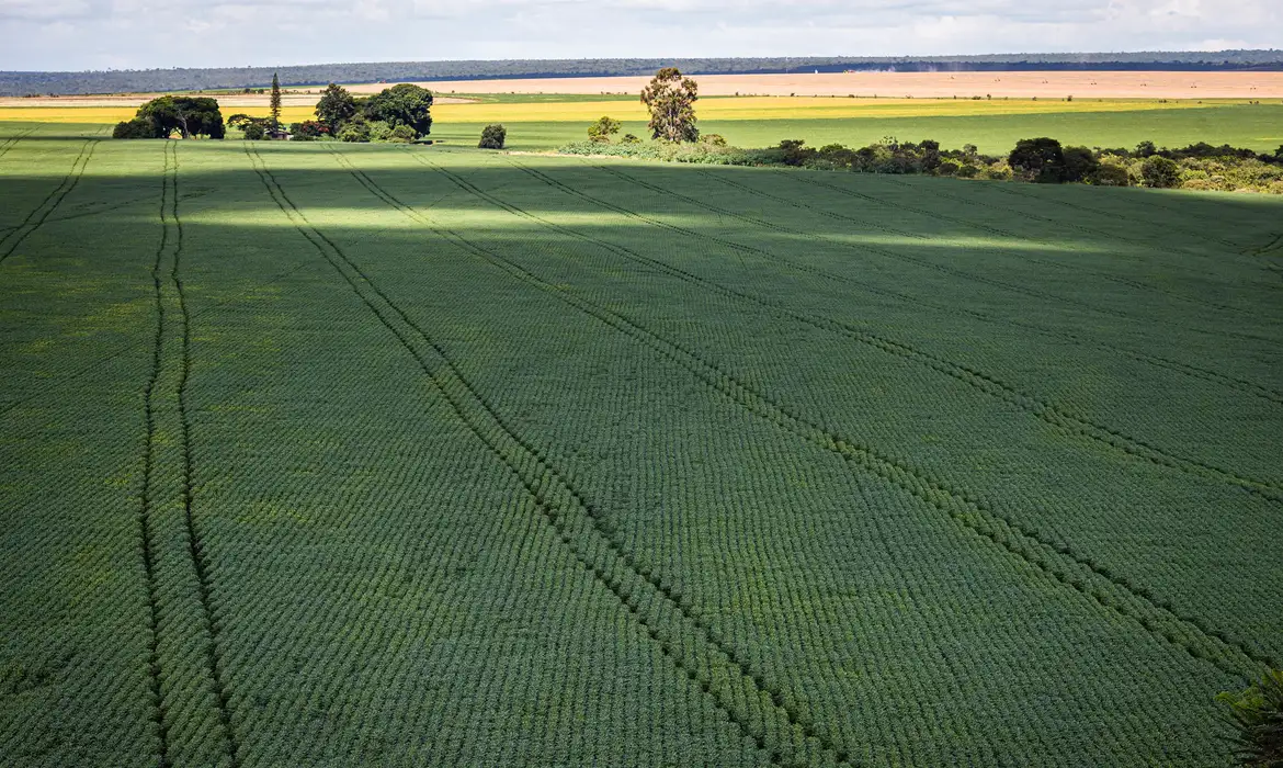 Você está visualizando atualmente Área cultivada de soja em Dourados deve ocupar a safra 2024/25