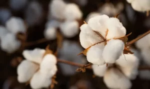 Leia mais sobre o artigo Brasil ultrapassa EUA e já é maior exportador de algodão do mundo