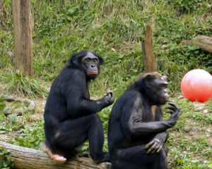 Leia mais sobre o artigo Comunicação de chimpanzés possui semelhança com a nossa