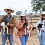 SENAR-MS: Família transforma fazenda de bovinos em potência de ovinocultura