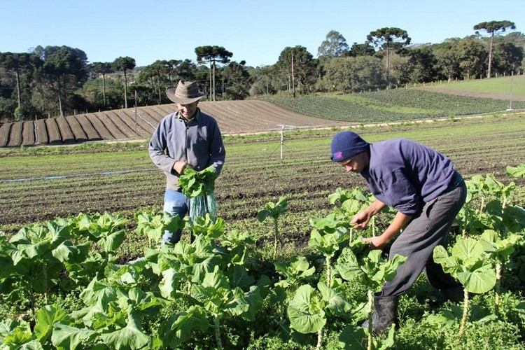 Você está visualizando atualmente Pronaf investe R$ 340,7 milhões na agricultura familiar de MS