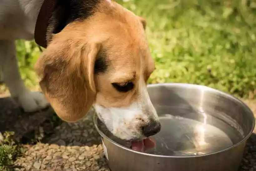 Você está visualizando atualmente Veja dicas para amenizar efeitos dos dias secos em cães e gatos