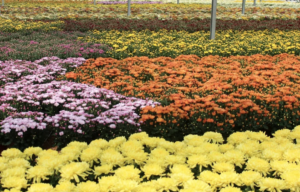 Leia mais sobre o artigo 80% DE EXPORTAÇÃO: Holambra, a cidade das flores que encanta