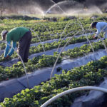 Câmara aprova mais recursos para garantir crédito à agricultura familiar