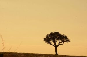 Leia mais sobre o artigo Chuvas abaixo da média e altas temperaturas permanecem em MS