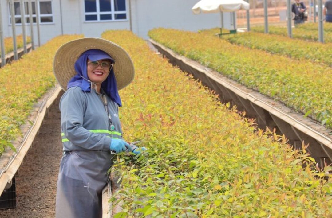 Você está visualizando atualmente Mulheres ocupam 85% das vagas em viveiro de mudas e mostram a força da inserção no mercado de trabalho