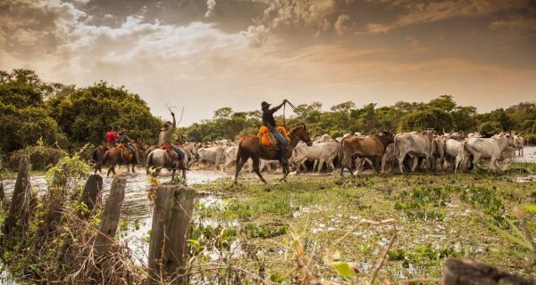 Você está visualizando atualmente Portaria da Acrissul cria o Departamento do Pantanal na entidade