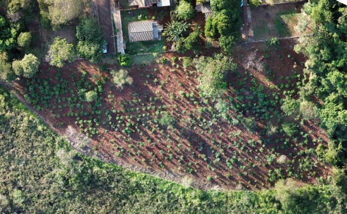 Você está visualizando atualmente Sanesul planta 1.450 mudas de árvores em reserva ambiental de Dourados