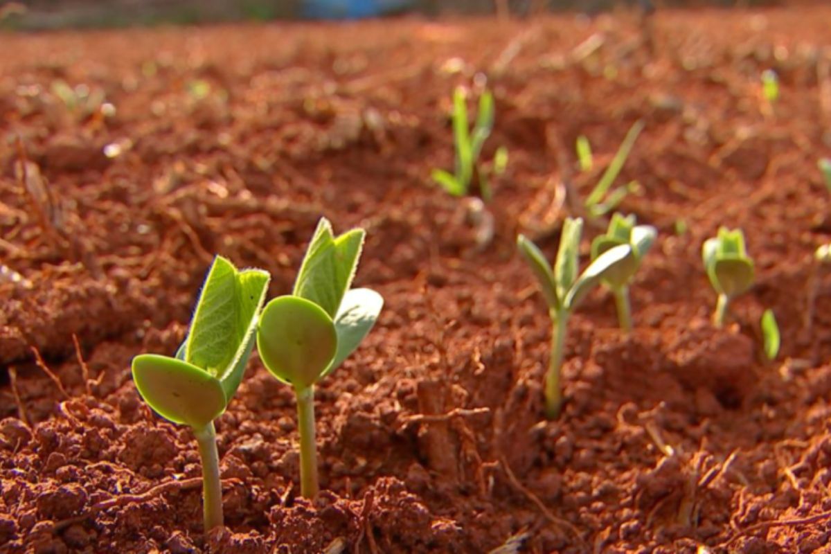 Você está visualizando atualmente Termina o Vazio Sanitário e plantio de soja já está liberado