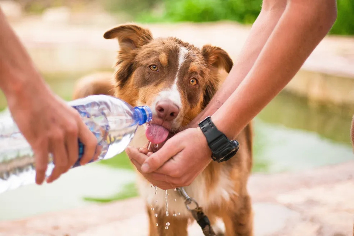 Você está visualizando atualmente Veja como aliviar o sofrimento dos cães durante o tempo seco