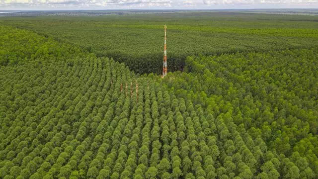 Você está visualizando atualmente EXPECTATIVA: Nova fábrica de celulose derruba em 5,5% o eucalipto em MS