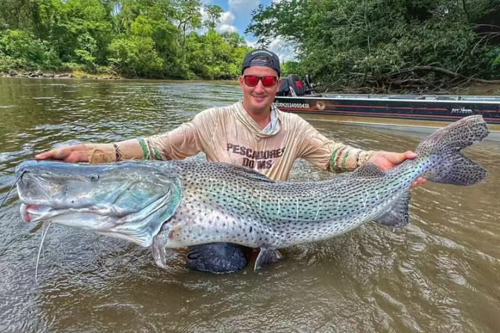 Você está visualizando atualmente Pescador fisga dois pintados gigantes no rio Dourados