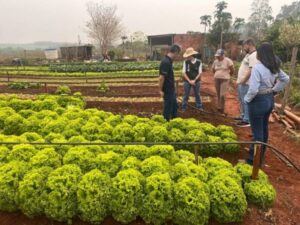 Leia mais sobre o artigo FAMASUL/SUZANO: Projeto rural em Ribas do Rio Pardo apresenta bons resultados