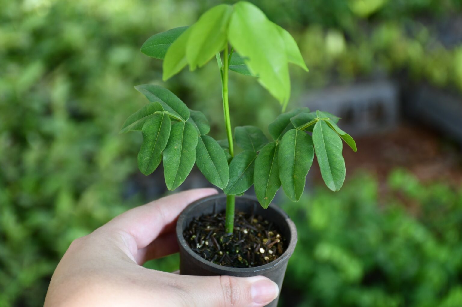 Você está visualizando atualmente Campo Grande conclui plantio de 3 mil mudas de frutos nativos