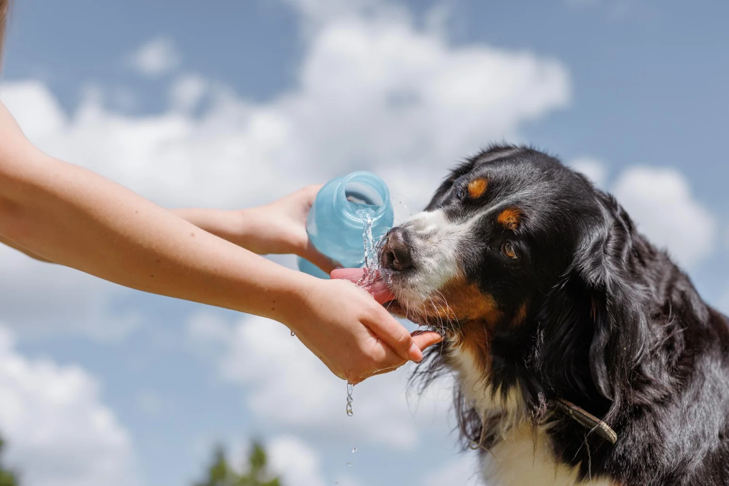 Você está visualizando atualmente Especialista lista cuidados necessários com pets em períodos de alta umidade