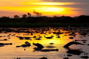 Leia mais sobre o artigo Segue evento com foco em conservação ambiental no Pantanal, 29