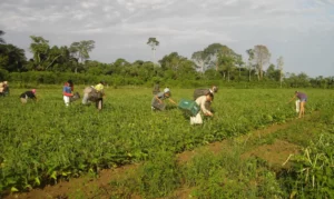 Leia mais sobre o artigo Lula sanciona lei que autoriza R$ 500 mi para agricultura familiar