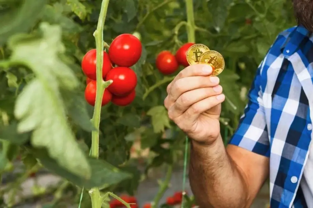 Você está visualizando atualmente Saiba como o Bitcoin pode revolucionar a agricultura global